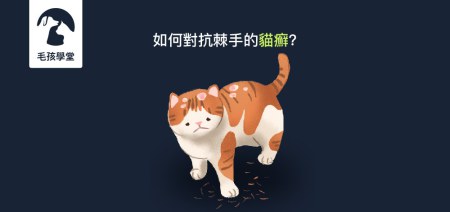 如何對抗常見又棘手的貓癬 ? 專家解析預防及治療辦法